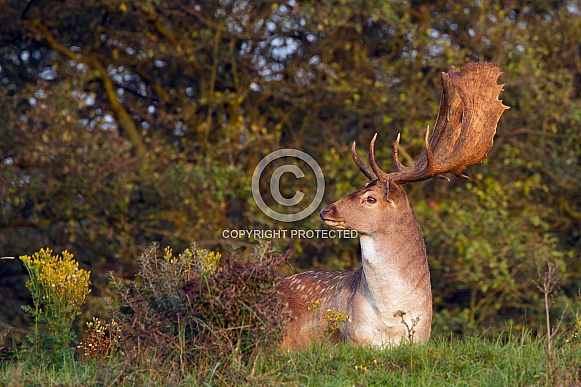 Fallow deer Fallow deer