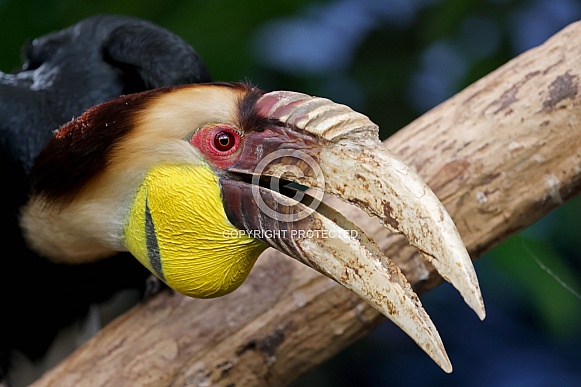 Wreathed hornbill (Rhyticeros undulatus) Wreathed hornbill (Rhyticeros undulatus)