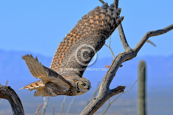 Great Horned Owl in Flight Great Horned Owl in Flight