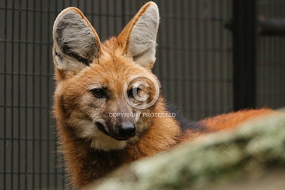 Maned Wolf Maned Wolf