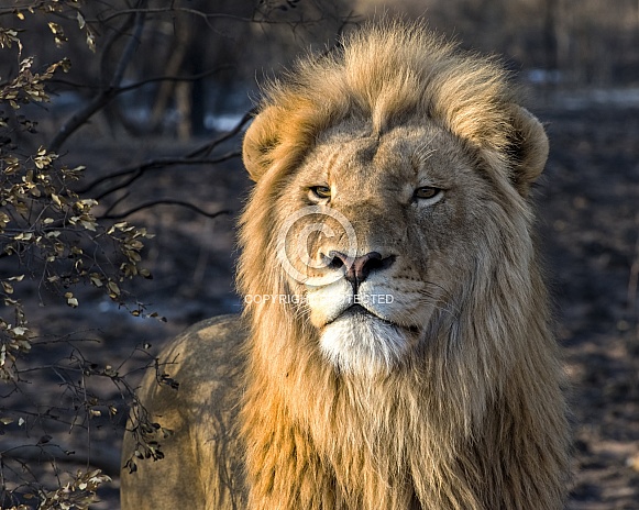 African Lion (Male) African Lion (Male)