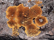 Lichen (Caloplaca aurantia