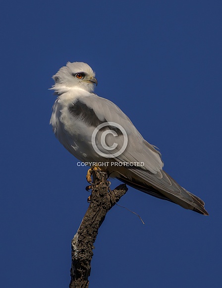 Black-shouldered Kite Black-shouldered Kite