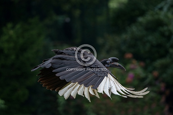 Flying Abyssinian ground hornbill