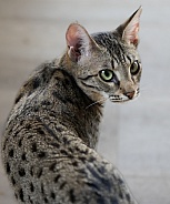 Savannah cat Gaia