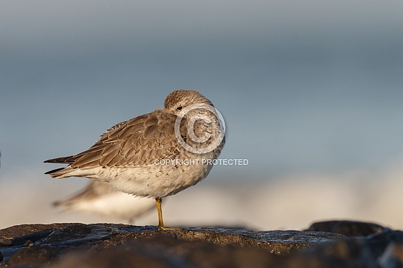 The red knot (Calidris canutus)