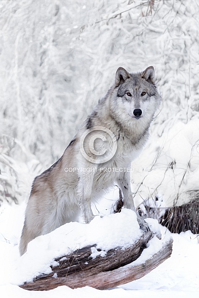 Gray Wolf Gray Wolf