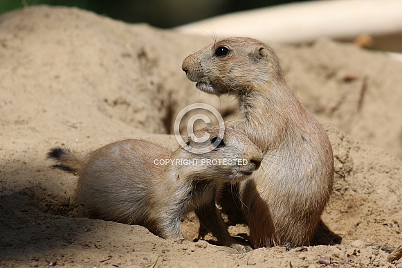 Prairie dog pups Prairie dog pups