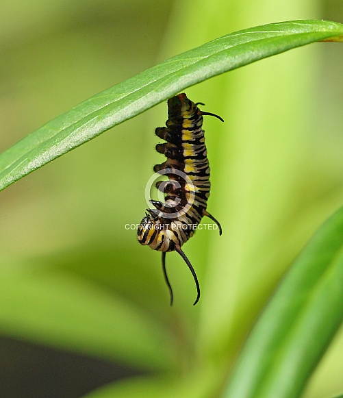 Plain Tiger caterpillar