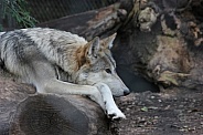 Grey Wolf Resting