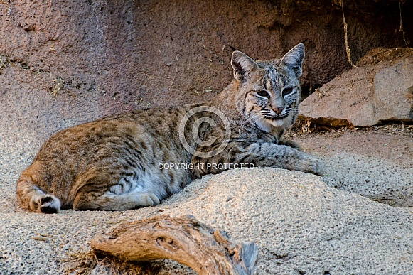 Bobcat Bobcat