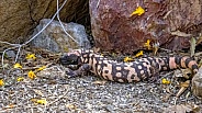 Gila Monster