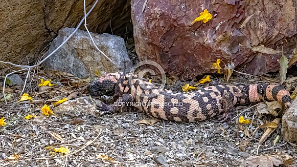 Gila Monster