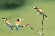Bee Eater's