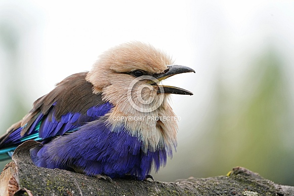 Blue-bellied Roller Blue-bellied Roller