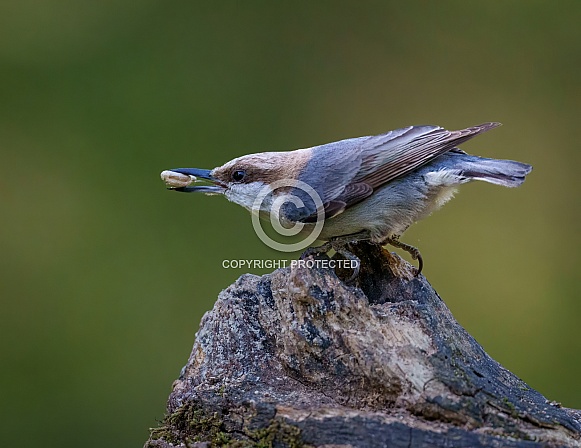 Brown-headed Nuthatch