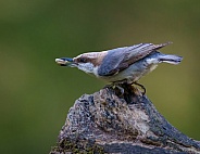 Brown-headed Nuthatch