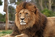 Male African Lion (Sheru)