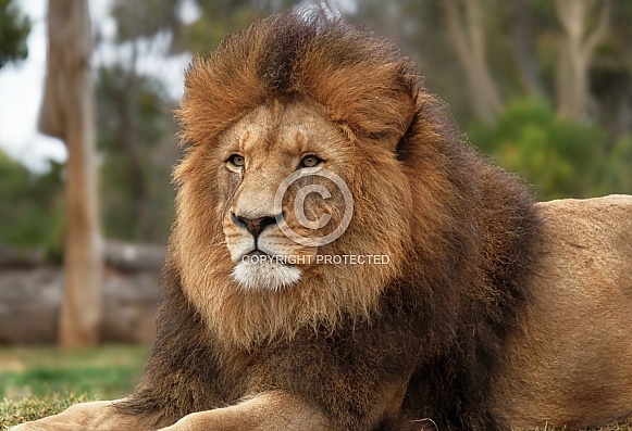 Male African Lion (Sheru)