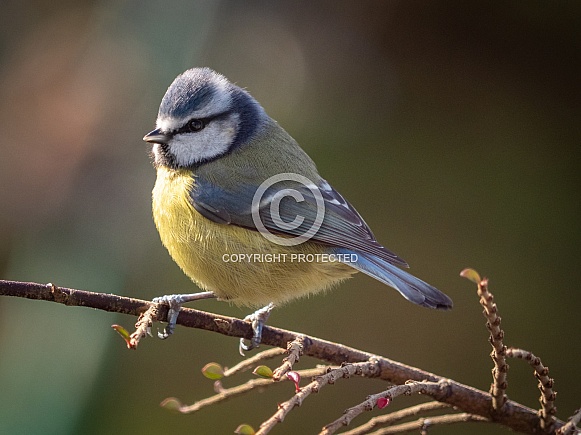 Eurasian Blue tit - Cyanistes caeruleus