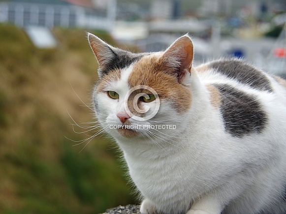 Calico cat 1 Calico cat 1