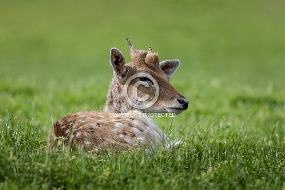 Chital Deer