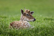 Chital Deer