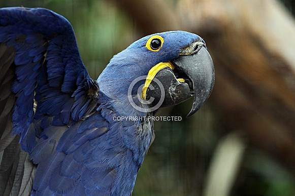 Hyacinth Macaw Hyacinth Macaw