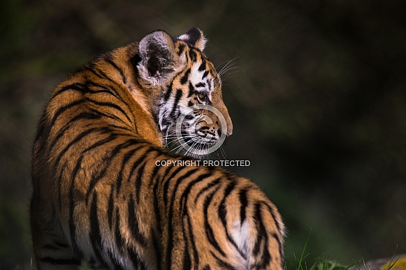 Amur Tiger