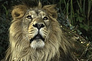 Asiatic Lion Face Shot Looking Upwards