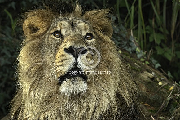 Asiatic Lion Face Shot Looking Upwards Asiatic Lion Face Shot Looking Upwards