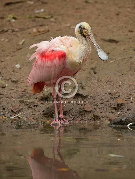 Spoonbill Spoonbill