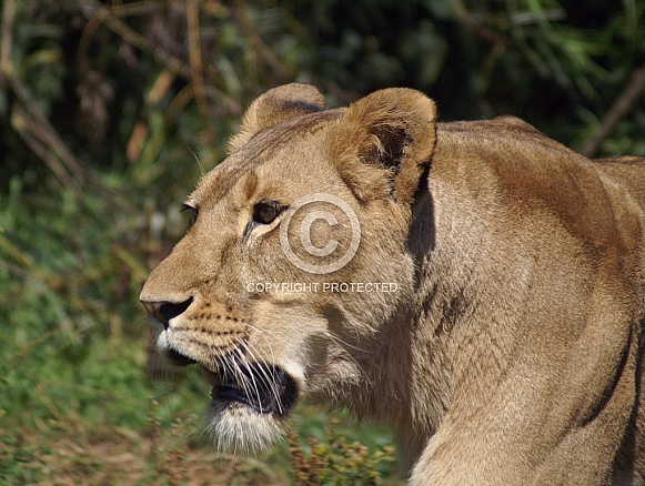 Lioness Lioness