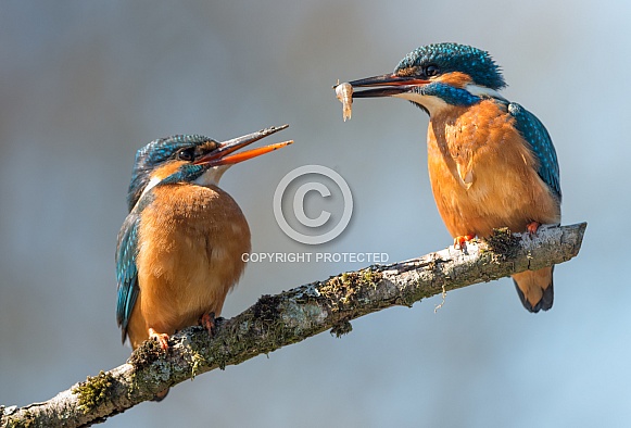 Common Kingfisher