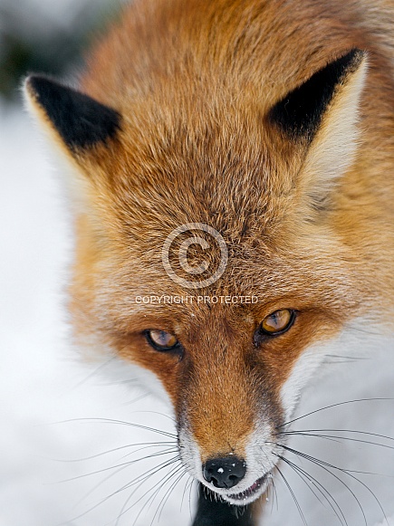 Red Fox Red Fox