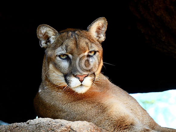 Cougar Cougar