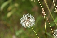 The Common Dandelion