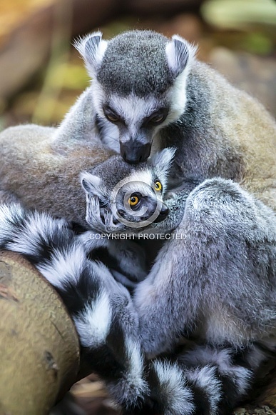 Ring Tailed Lemur (lemur catta)
