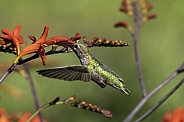 Hummingbird—Sliding On In