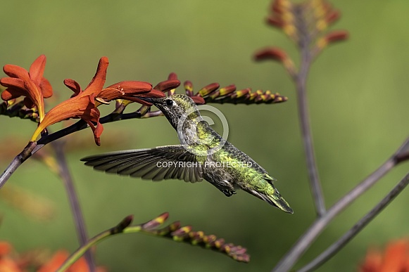 Hummingbird—Sliding On In
