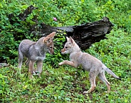 A Coyote Pups at Play