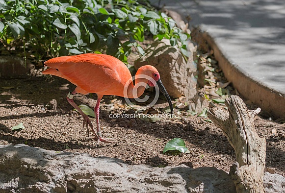 Scarlet Ibis