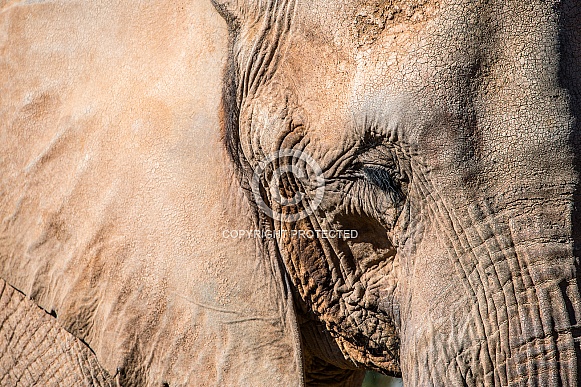 African Elephants African Elephants