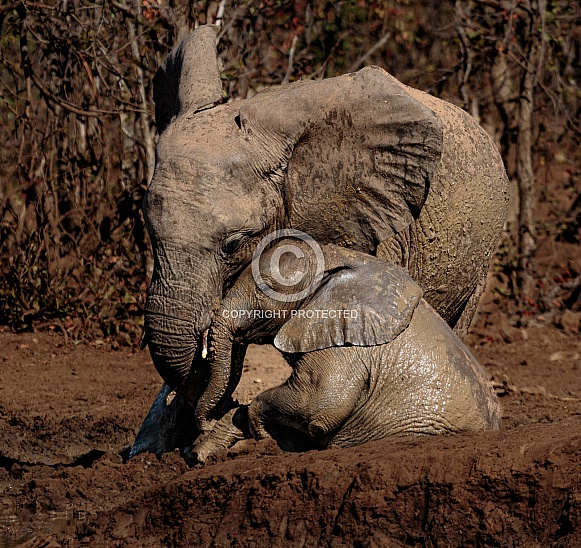 African Elephants African Elephants