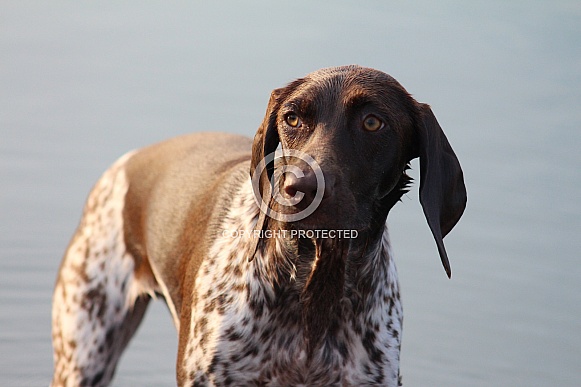 German Short Haired Pointer