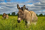 Donkey in a grassy field