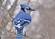 Blue Jay