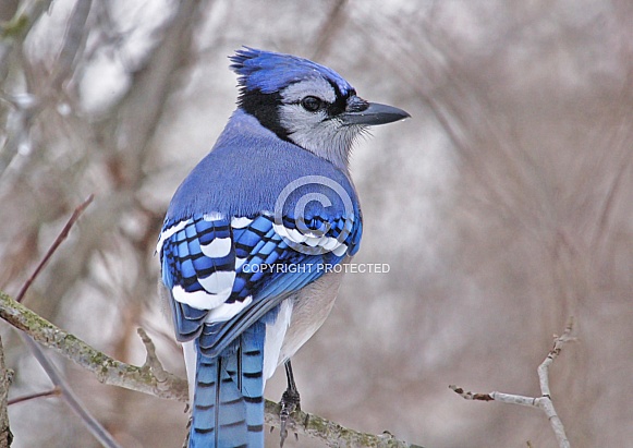 Blue Jay