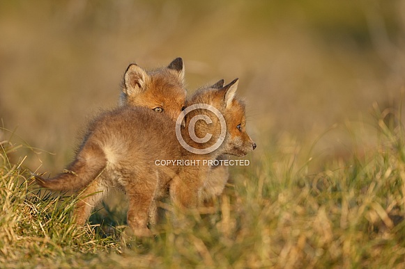Red fox and cubs Red fox and cubs