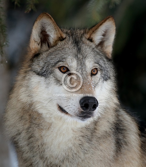 Wolf